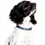 Collier chien cuir véritable Fatface boucle métal bleu