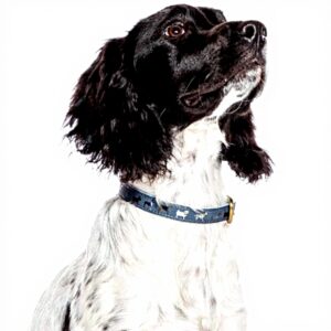 Collier chien cuir véritable Fatface boucle métal bleu