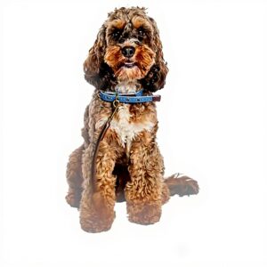 Collier chien cuir véritable Fatface boucle métal bleu