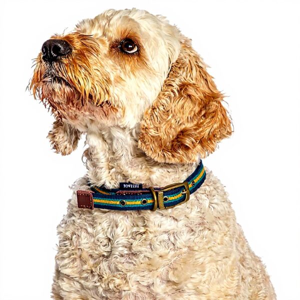 Collier chien cuir véritable rayures bleues jaunes FatFace