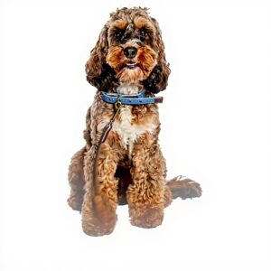 Collier chien cuir Fatface pois abeilles boucle métal bleu